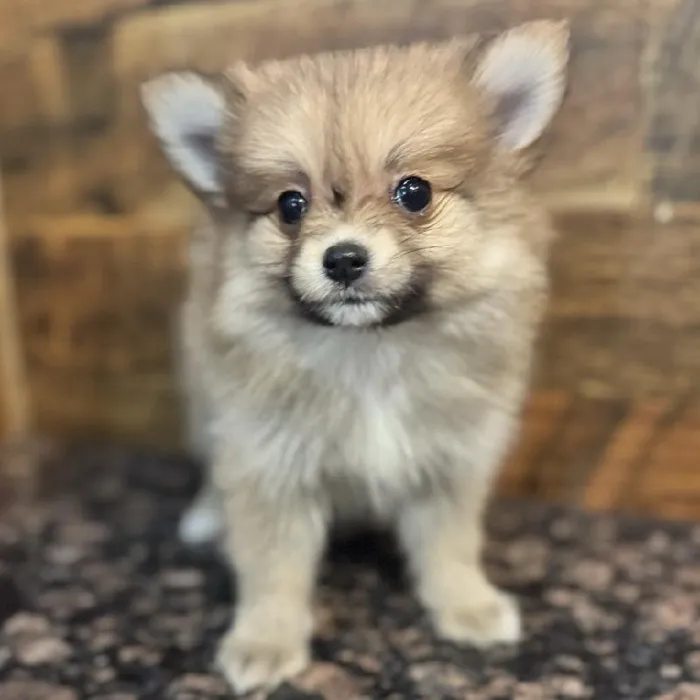 Female Pomeranian Puppy for Sale in Joplin, MO