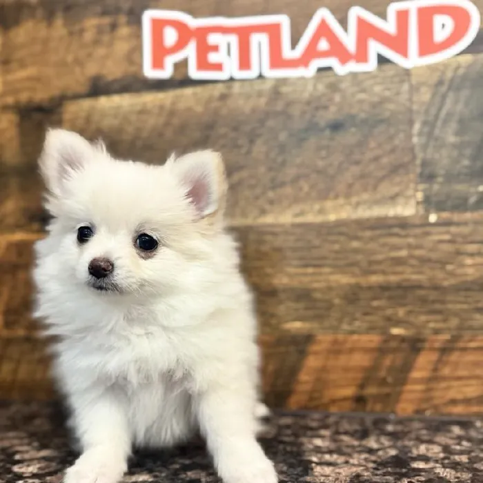 Female Pomeranian Puppy for Sale in Joplin, MO