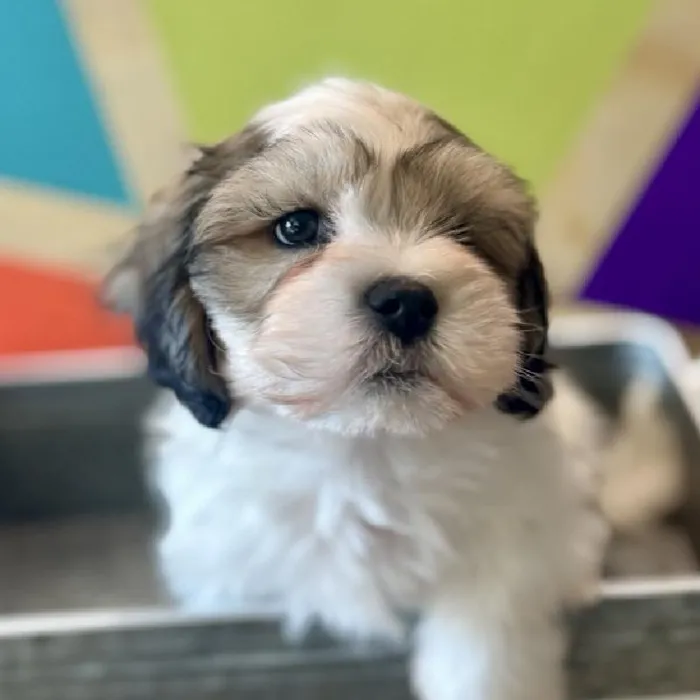 Male Teddy Bear Puppy for Sale in Rogers, AR