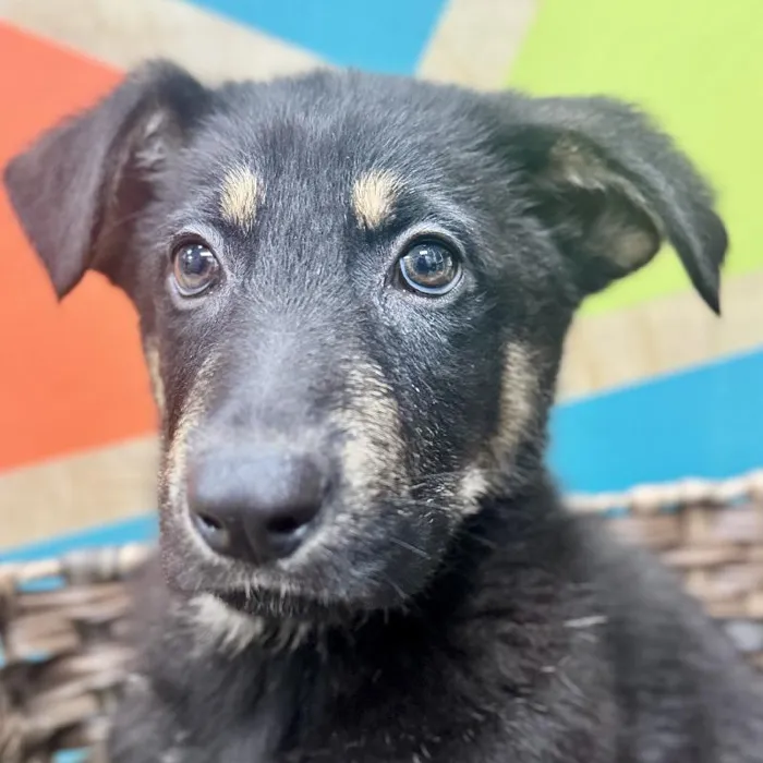 Male German Shepherd Puppy for Sale in Rogers, AR