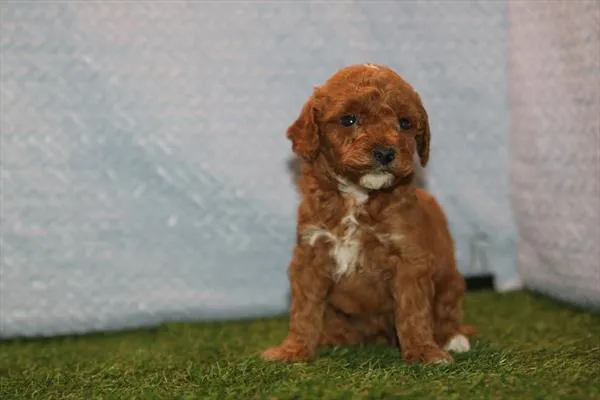 Female Mini Poodle puppy for sale at Petland Joplin.