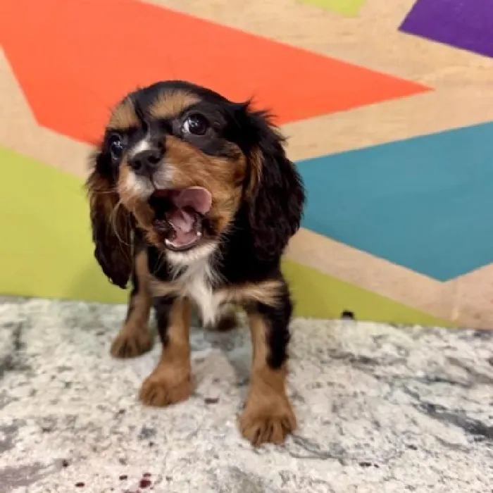 Male Cavalier King Charles Spaniel Puppy for Sale in Joplin, MO