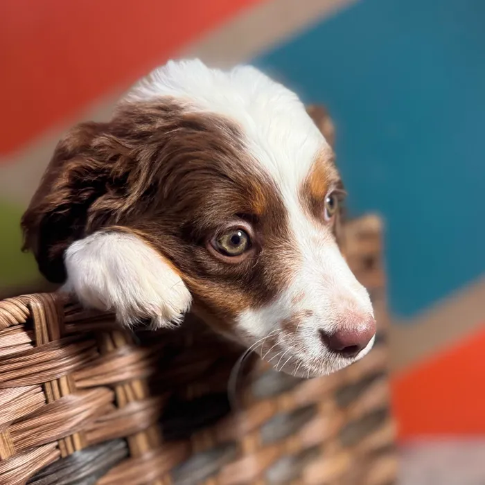 Female Mini Aussie puppy named Ginger for sale at Petland Rogers.