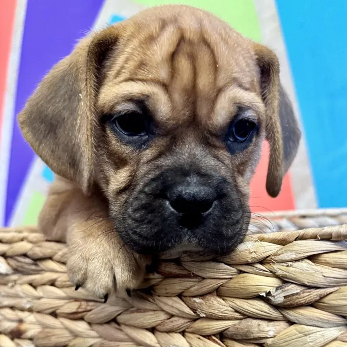 Male Mini Bulldog Puppy for Sale in Rogers, AR