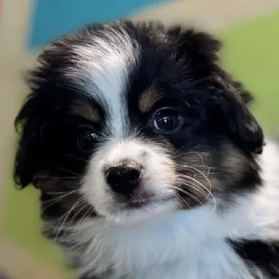 Male Mini Aussie Puppy for Sale in Rogers, AR