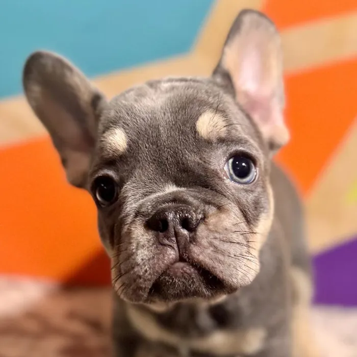 Female French Bulldog Puppy for Sale in Rogers, AR