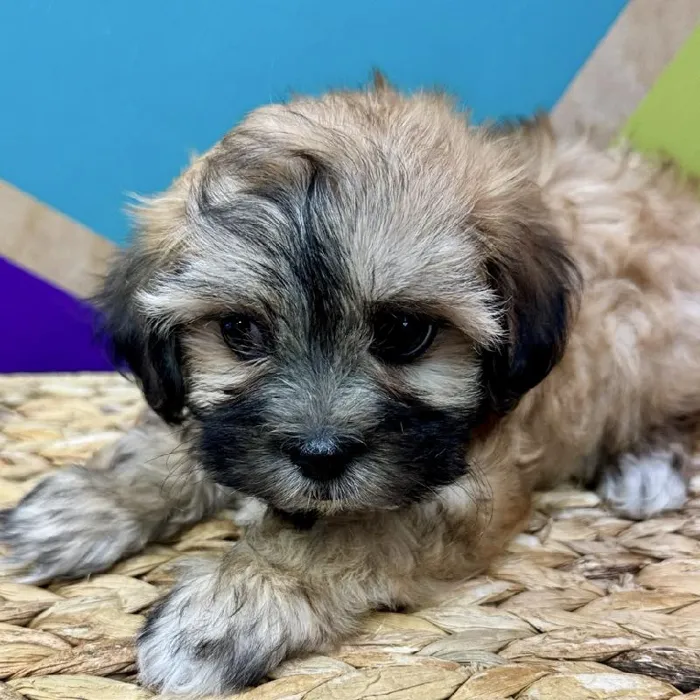Female Teddy Bear Puppy for Sale in Joplin, MO