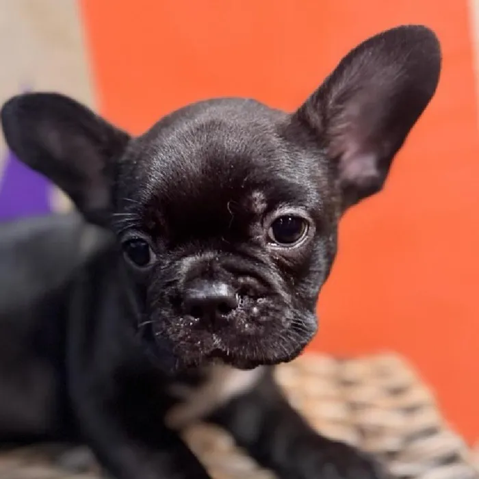 Male Frenchton puppy named Fraiser for sale at Petland Rogers.