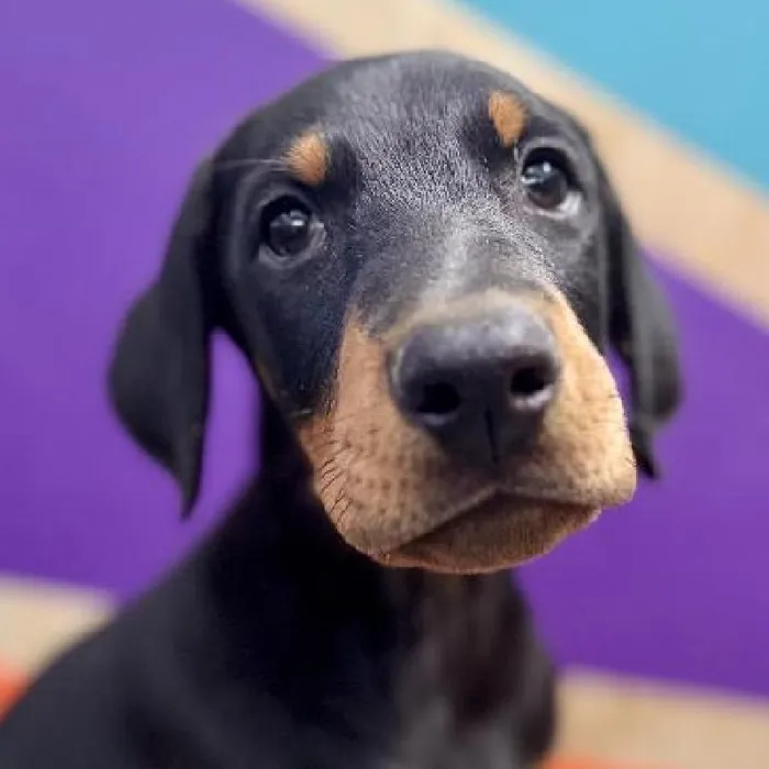 Male Doberman Pinscher puppy named Edward for sale at Petland Joplin.