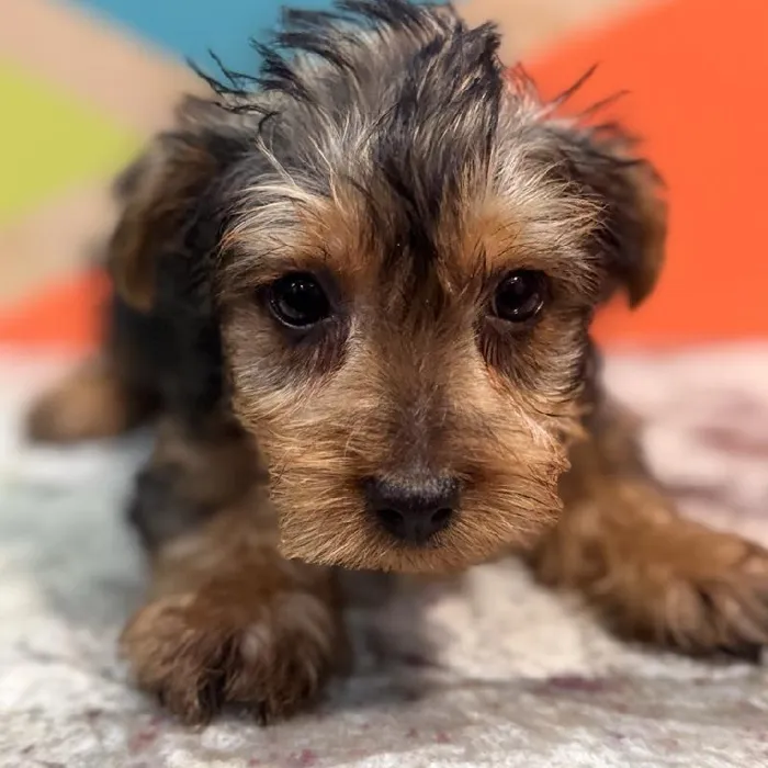 Male Yorkie Puppy for Sale in Joplin, MO