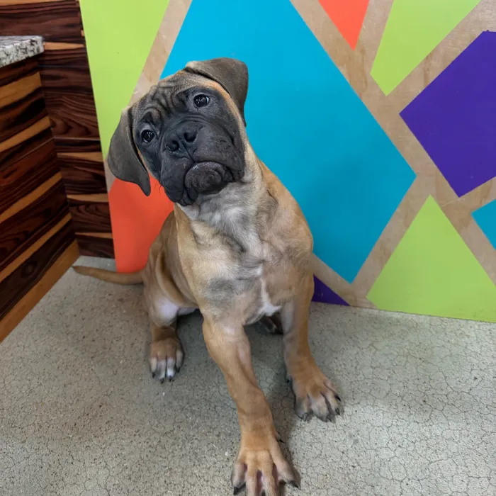 Female Bullmastiff puppy named Marley for sale at Petland Joplin.