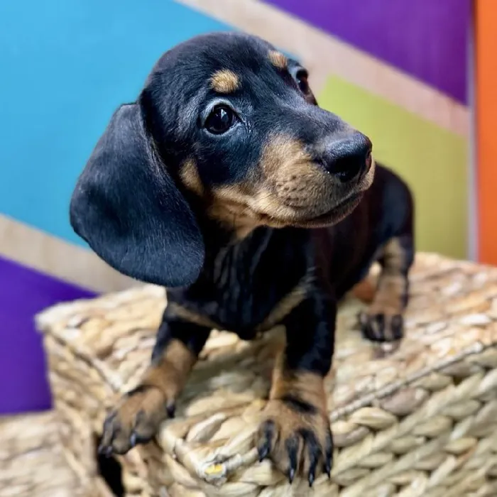 Male Dachshund Puppy for Sale in Rogers, AR