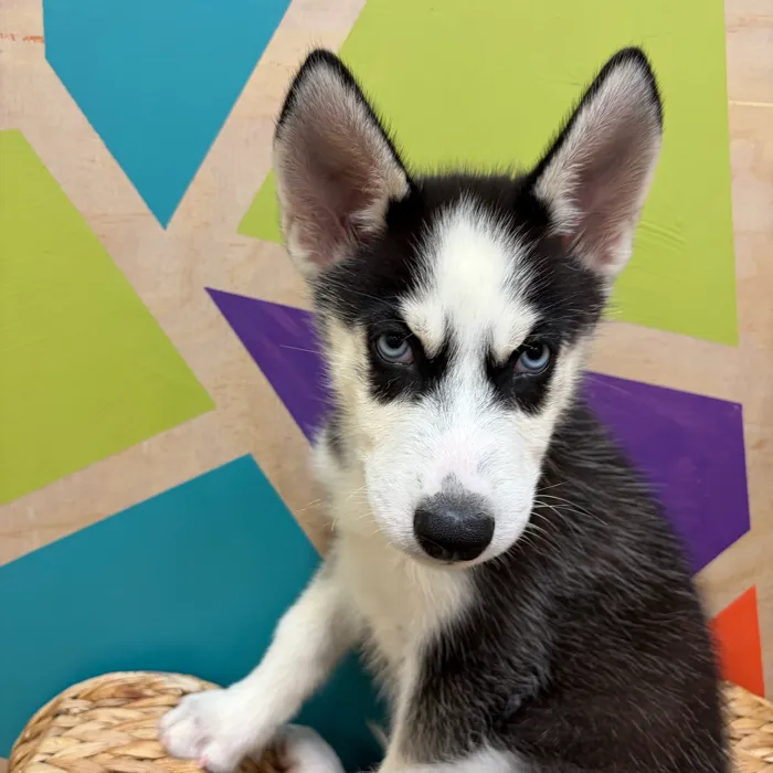 Male Siberian Husky puppy named Snoopy for sale at Petland Wichita West.