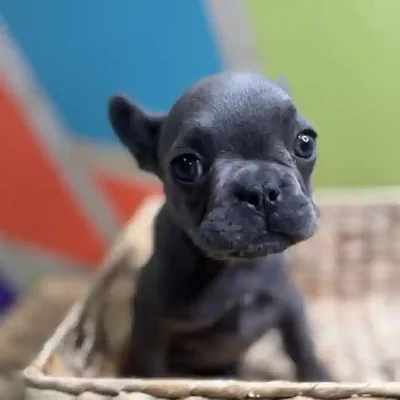 Female French Bulldog Puppy for Sale in Rogers, AR