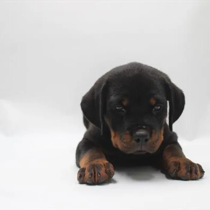 Female Rottweiler puppy named Buttercup for sale at Petland Rogers.