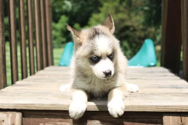 Male Pomsky puppy for sale at Petland Wichita West.