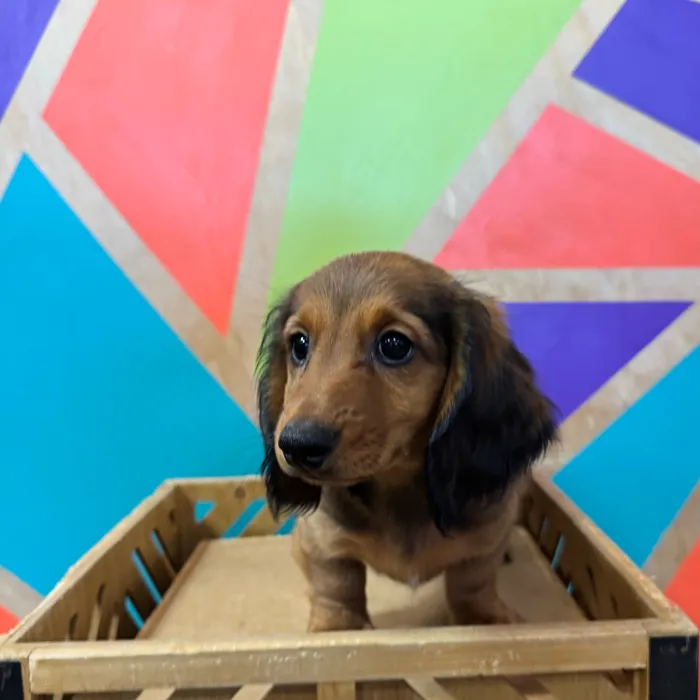 Male Dachshund puppy for sale at Petland Joplin.