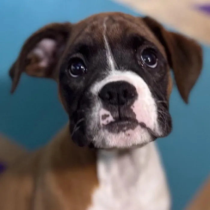 Male Boxer Puppy for Sale in Rogers, AR