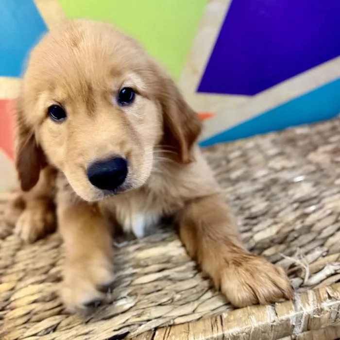 Female Golden Retriever Puppy for Sale in Rogers, AR