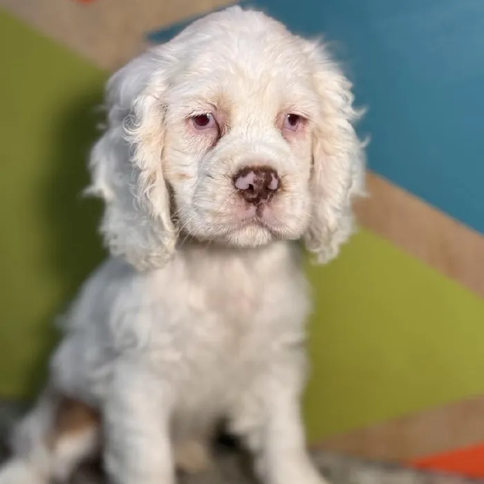 Female Cocker Spaniel Puppy for Sale in Rogers, AR