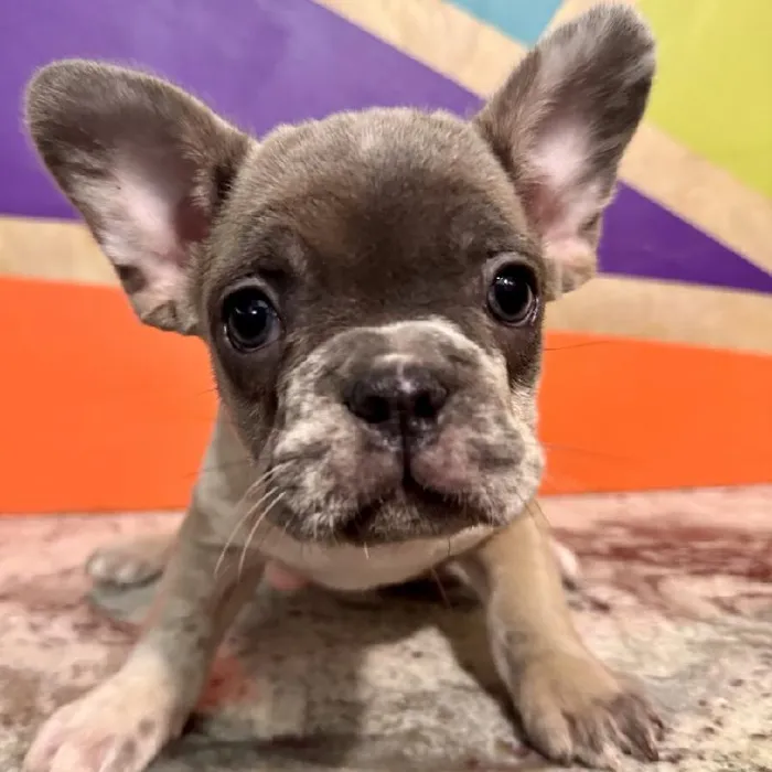 Male French Bulldog Puppy for Sale in Rogers, AR