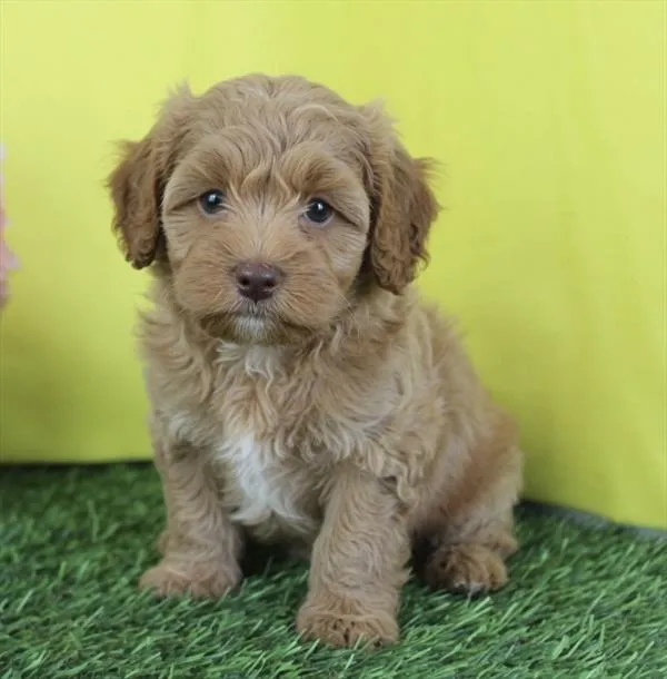 Male Hybrid puppy for sale at Petland Wichita West.