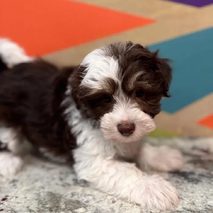 Male Hava-Chon Puppy for Sale in Joplin, MO