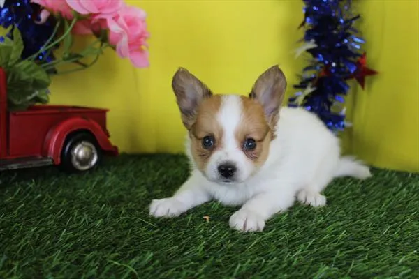 Male Papillon puppy named Spark for sale at Petland Fayetteville.