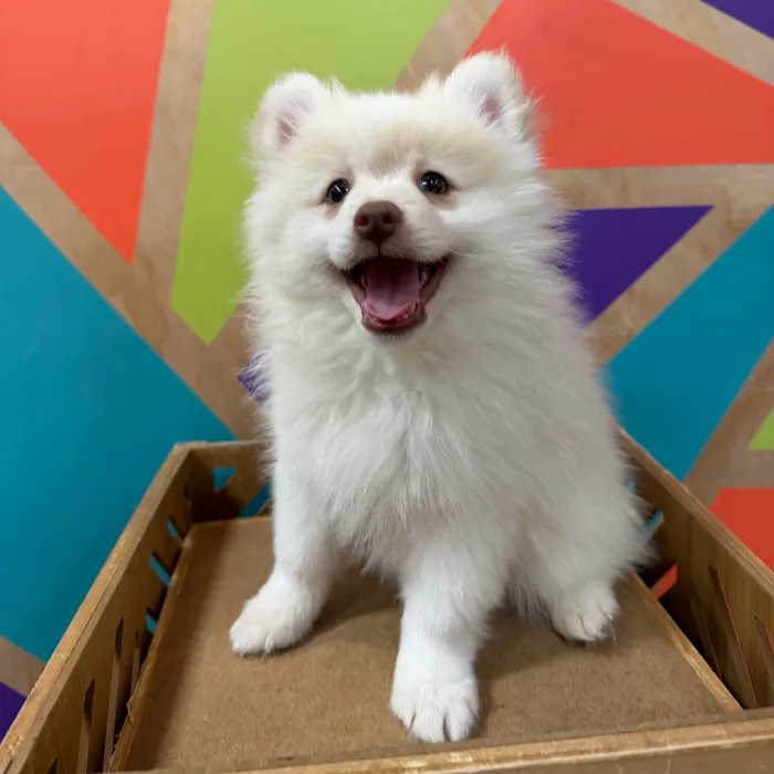 Male Pomeranian puppy named Spirit for sale at Petland Joplin.