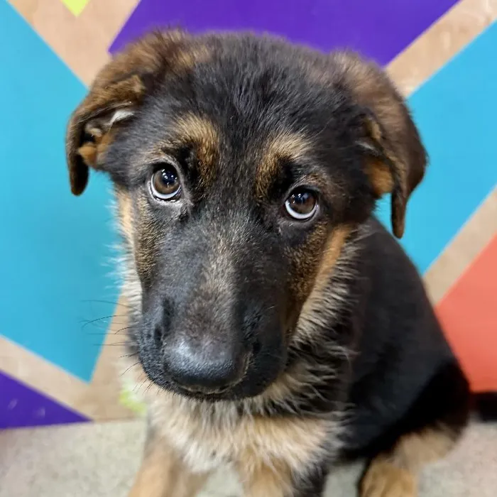 Male German Shepherd puppy named Champ for sale at Petland Joplin.