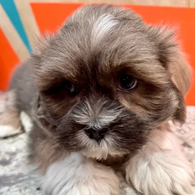 Male Lhasa Apso puppy named Greyson for sale at Petland Rogers.
