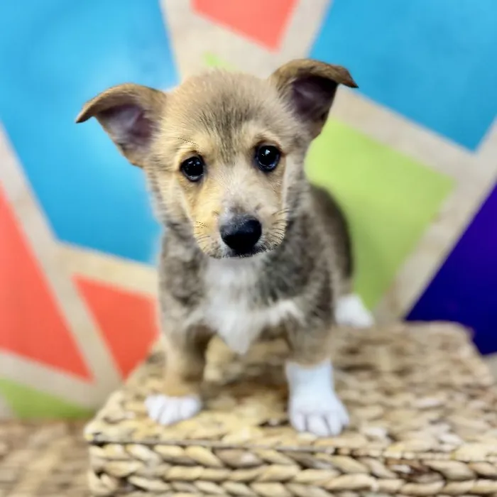 Male Pembroke Welsh Corgi Puppy for Sale in Rogers, AR