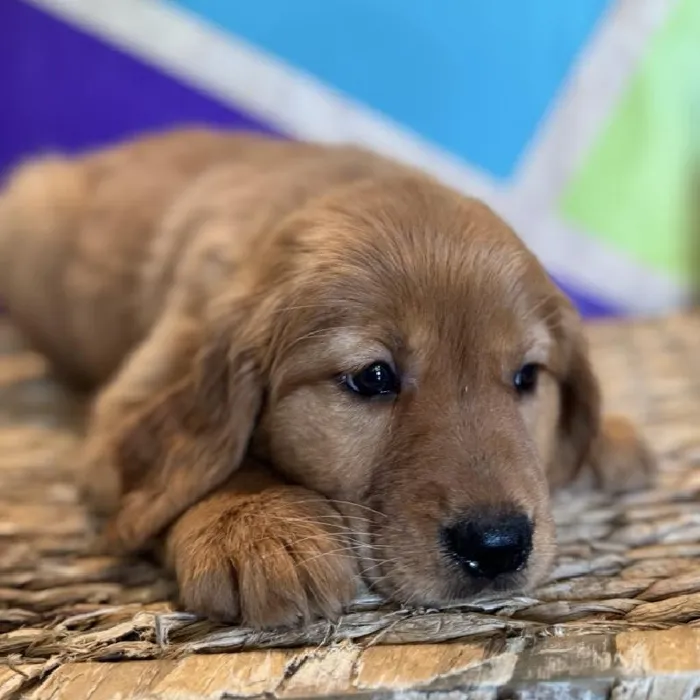 Female Golden Retriever Puppy for Sale in Rogers, AR