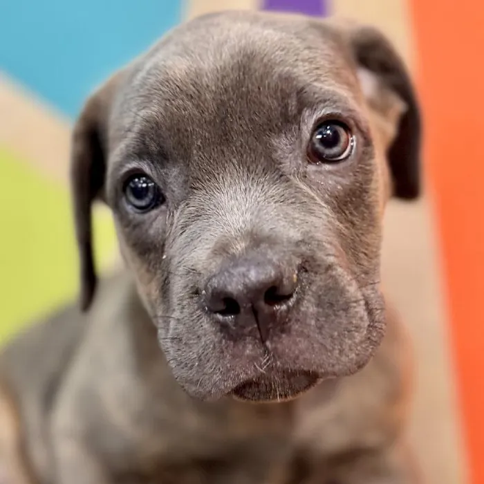 Female Cane Corso puppy named Astrid for sale at Petland Rogers.