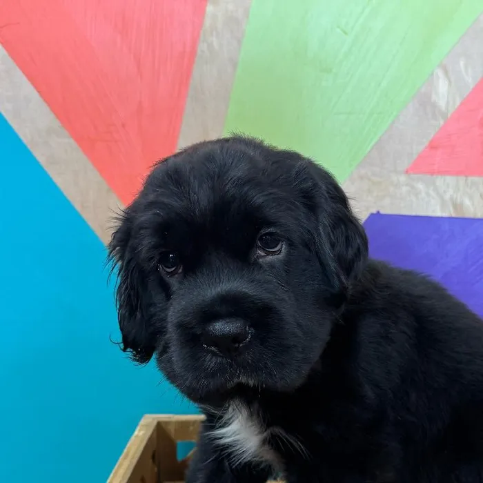 Male Mini Hippo puppy named Ozzy for sale at Petland Rogers.