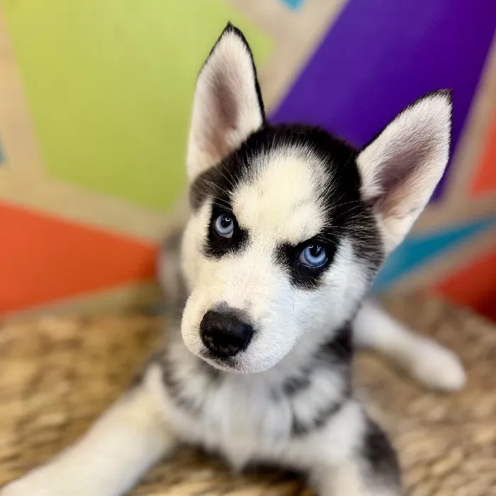Female Siberian Husky Puppy for Sale in Rogers, AR