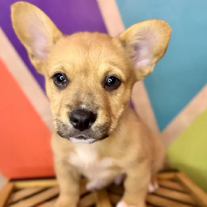 Male Froggie Puppy for Sale in Rogers, AR