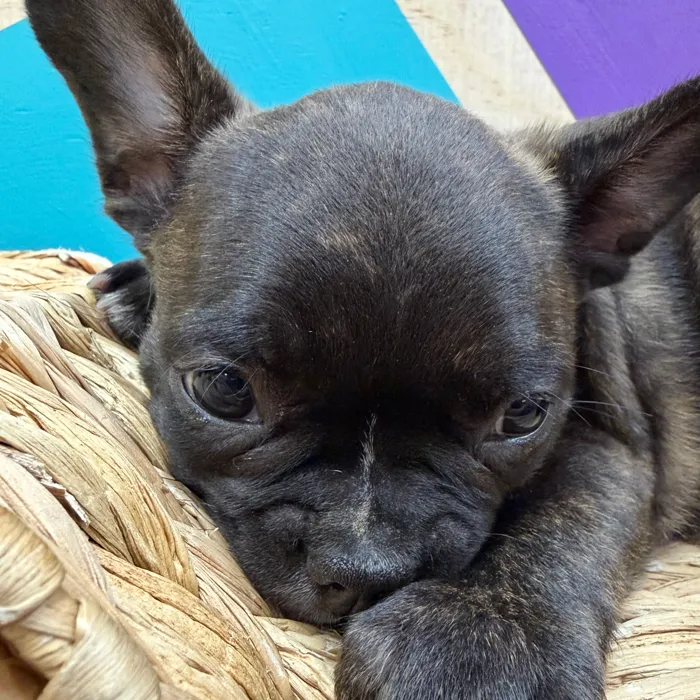 Male Frenchton puppy named Franklin for sale at Petland Wichita West.