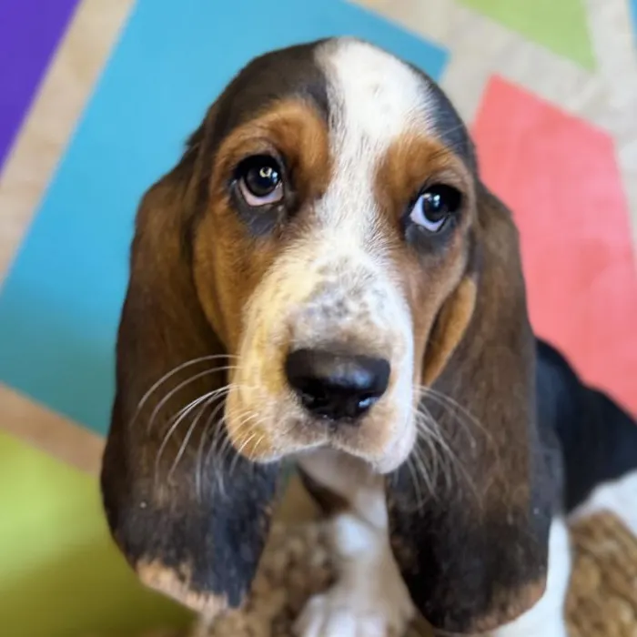 Female Basset Hound Puppy for Sale in Rogers, AR