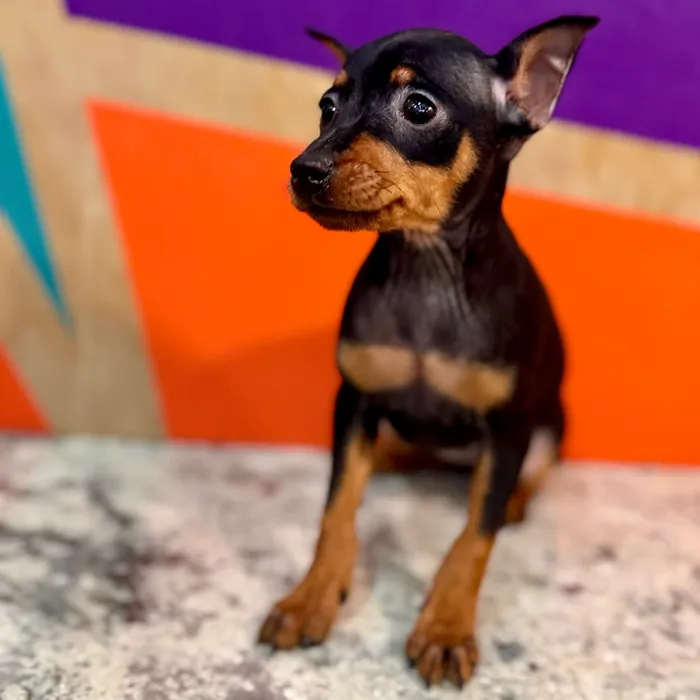 Female Min Pin puppy for sale at Petland Rogers.