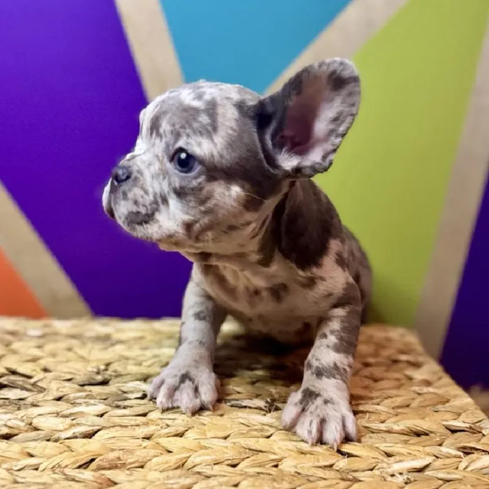 Male French Bulldog Puppy for Sale in Rogers, AR