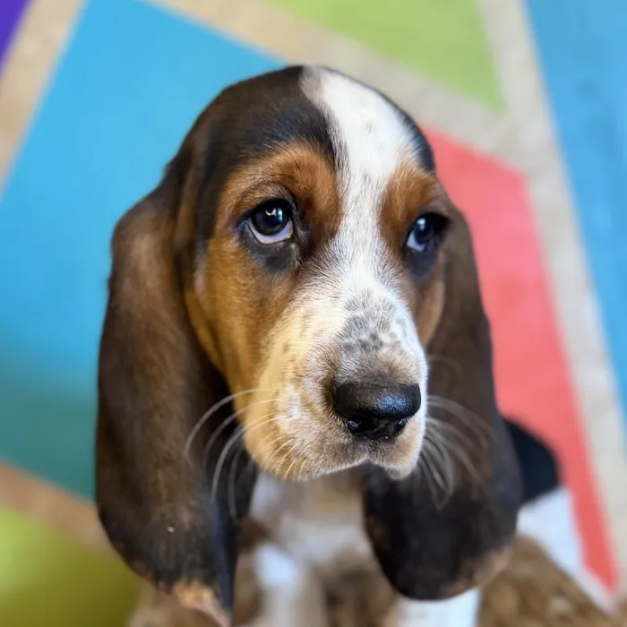 Female Basset Hound Puppy for Sale in Rogers, AR