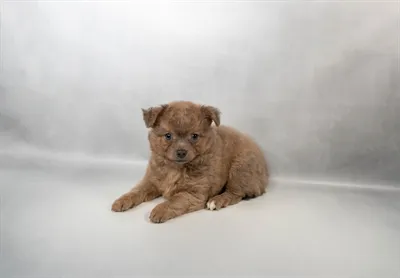 Male Chihuahua puppy for sale at Petland Rogers.
