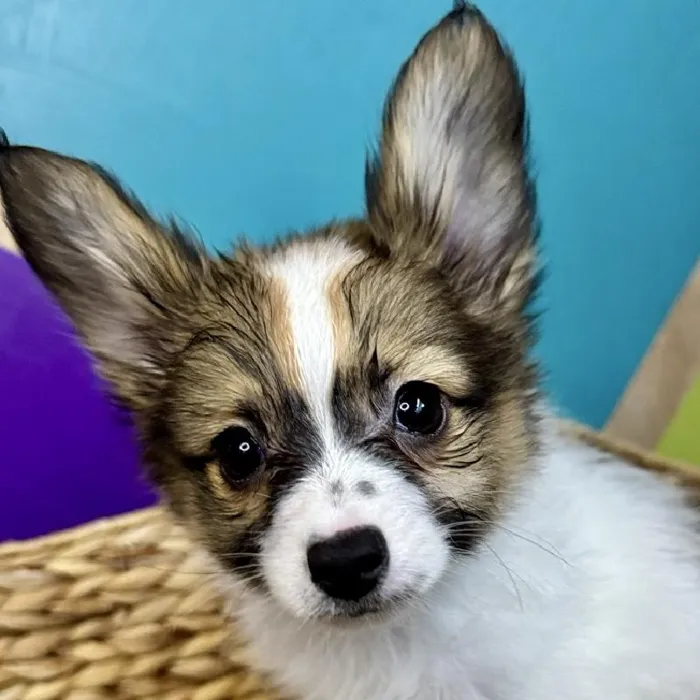 Male Papillon Puppy for Sale in Rogers, AR