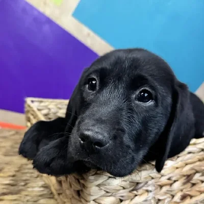 Female Labrador Retriever Puppy for Sale in Rogers, AR