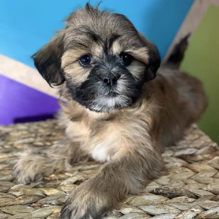 Male Shipoo Puppy for Sale in Rogers, AR