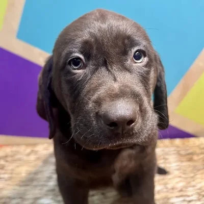 Male Labrador Retriever Puppy for Sale in Fayetteville, AR