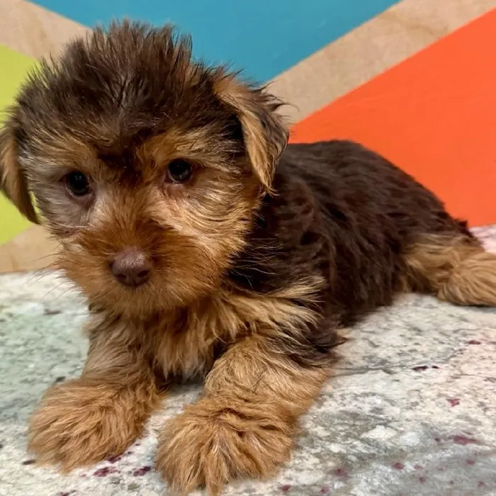 Male Yorkie Puppy for Sale in Joplin, MO