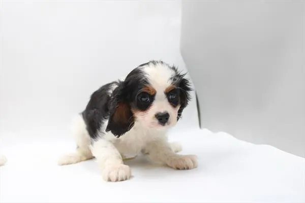 Male Cavalier King Charles Spaniel puppy for sale at Petland Joplin.