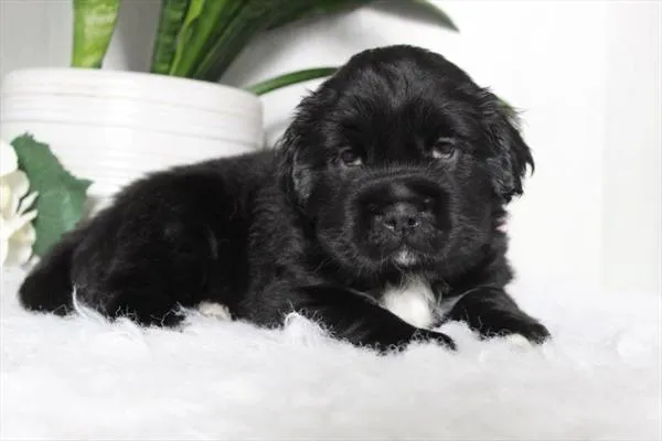 Male Mini Hippo puppy named Ozzy for sale at Petland Rogers.